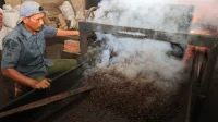 antarafoto-produksi-dan-pengolahan-kopi-secara-tradisional-di-aceh-1787722292